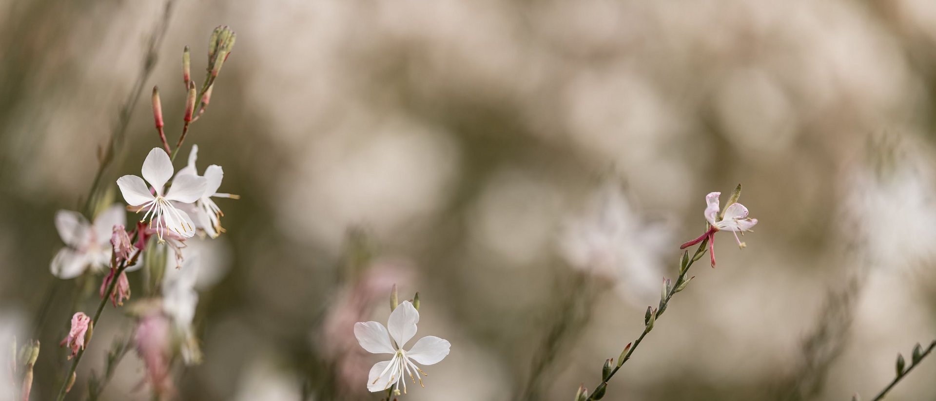 AMONTI Chalets in the Italian Alps AMONTI Chalets in the Italian Alps